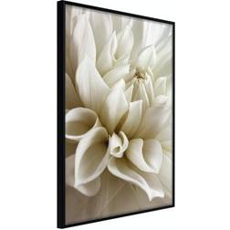 Arkiio Affisch Beautiful Dahlia [Poster] 20x30 Poster